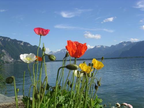 Bed & Breakfast Chalet Des Alpes