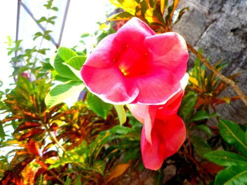 Bed & Breakfast Achayans Homestay Mararikulam