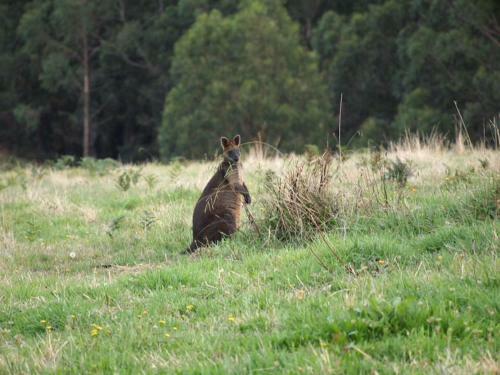 Hostal Pear Tree Cottage Bed And Breakfast