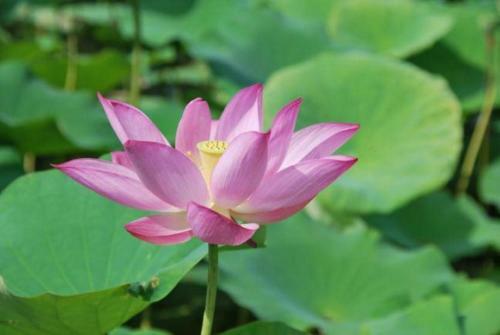 Bed & Breakfast Lotus Hostel Beicheng Zhuang