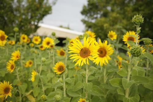 Hotel Rozendal Guest Farm