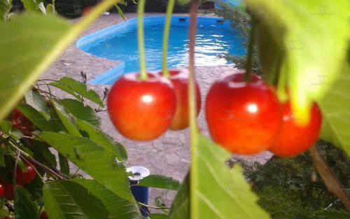 Camping Robinson Country Club Oradea