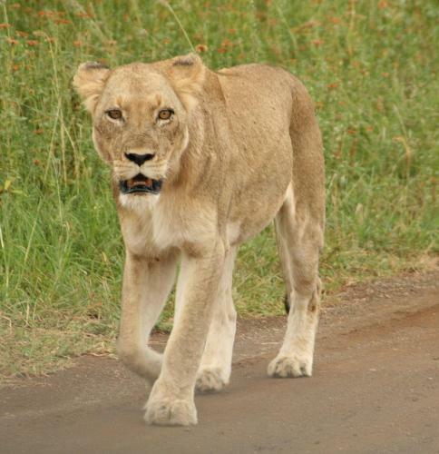 Needles Lodge