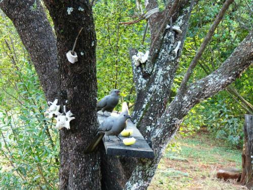 Meerkatplaats Guesthouse And B&B