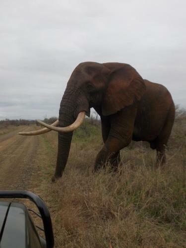Hotel Bushwise Safari Lodge