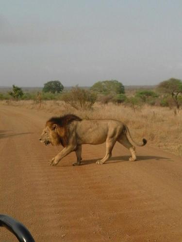 Hotel Bushwise Safari Lodge