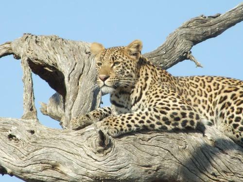 Hotel Bushwise Safari Lodge