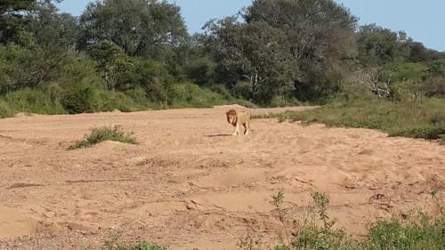 Hotel Bushwise Safari Lodge