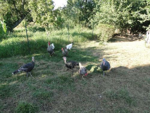 Bed & Breakfast Manoir La Haie Chapeau