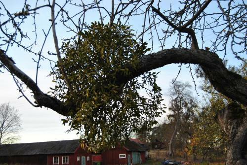 Albergue Bryggholmens G�rd
