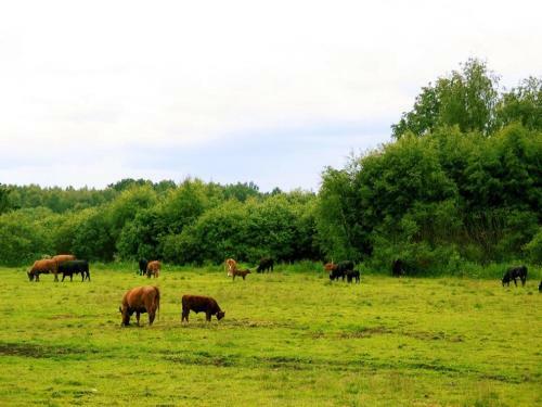Agroturismo Ilola Farmhouse