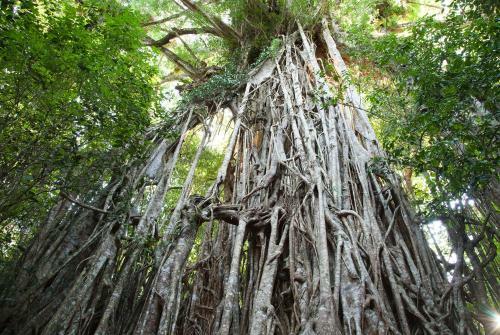 Lake Eacham Tourist Park & Cabins
