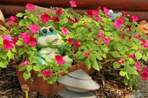 Under The Walnut Tree Shade Lodge