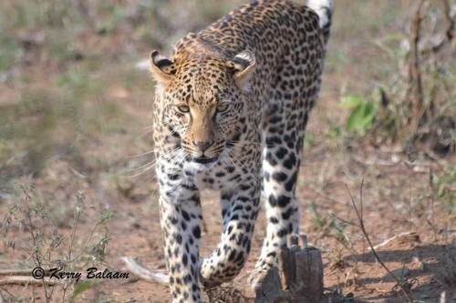 Phumula Kruger Lodge And Safaris