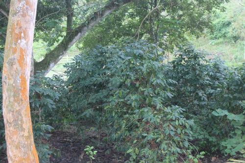 Agroturismo Finca Hoster�a Bella Aurora