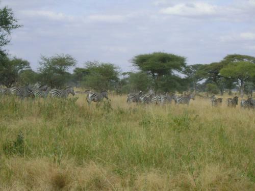Tembo Tarangire Lodge & Camp