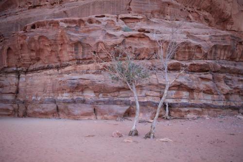 The Bedouin Meditation Camp
