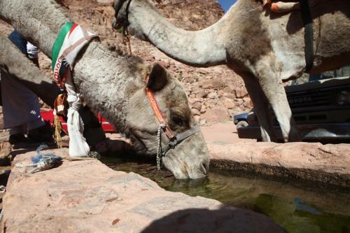 The Bedouin Meditation Camp