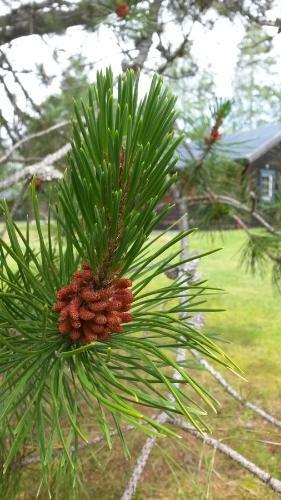 Lodge Tyngsj� Vildmark