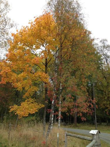 Agroturismo Stuga Linnebr�ten