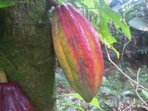 Omega Tours Eco-jungle Lodge