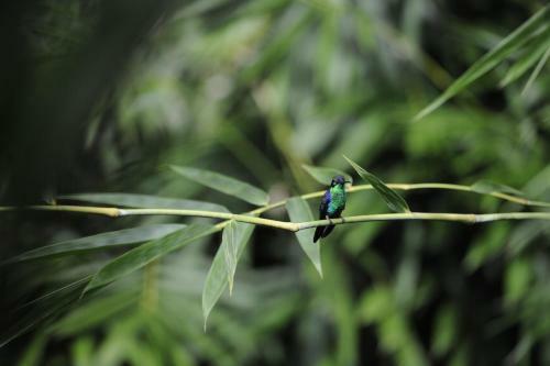Omega Tours Eco-jungle Lodge