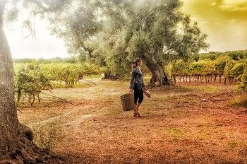 Agroturismo Masseria Le Fabriche