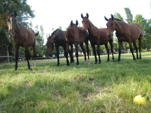 Agroturismo Yeguada Senillosa