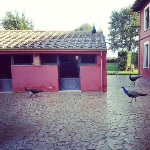 Agroturismo Agriturismo Podere Del Lepre