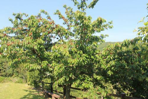 Agroturismo B&B Il Poggetto