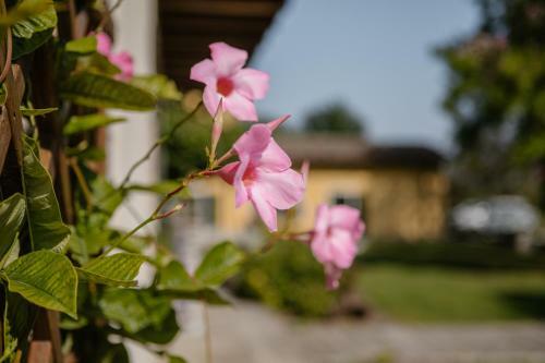 Agroturismo Agriturismo Albafiorita
