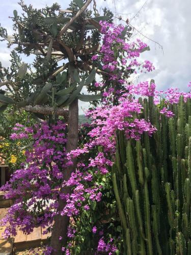Bed & Breakfast El Agua Casa De Huespedes