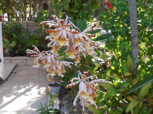 Aparthotel Casa Gatos