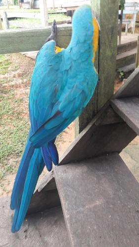 Jungle Explorer Lodge