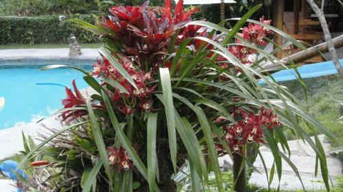 Bed & Breakfast Pousada Ch�cara Do Rio