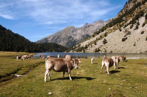 Agroturismo Apartaments La Llucana