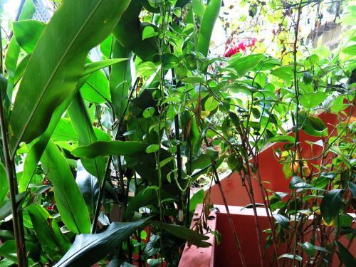 Bed & Breakfast Para Ti Guesthouse