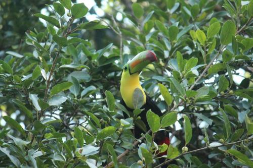 Bed & Breakfast Casa Selva Orquideas