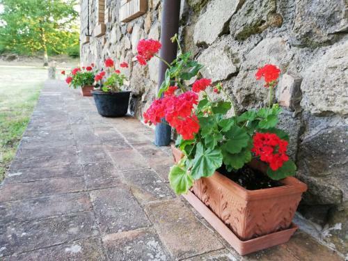 Agroturismo Agriturismo Il Morello