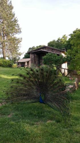 Agroturismo Agriturismo Il Morello