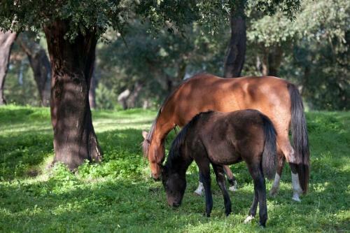 Agroturismo Coudelaria Vale Pau