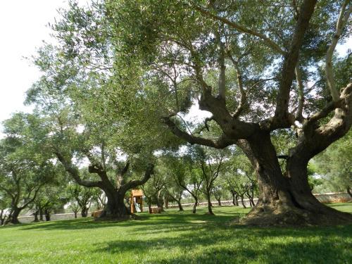 Agroturismo I Trulli Del Nonno Michele