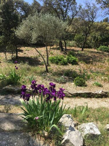 Bed & Breakfast New Cabanon