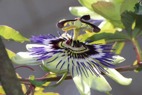 Agroturismo Domaine De Joreau