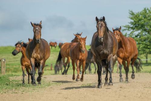 Apartamento Farma Moulisov�ch