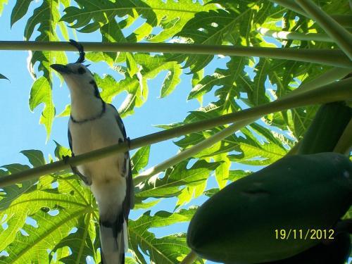 Hotel Flamingo Cabinas