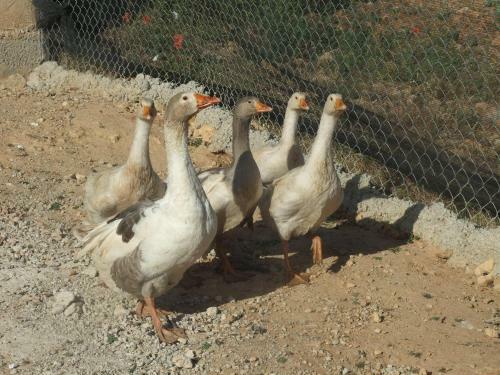 Agroturismo Caba�as Cortijo El Helao