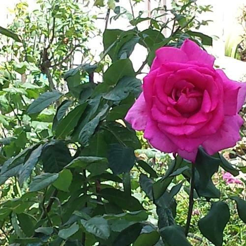 Bed & Breakfast Villa Cassuto Maison De Charme