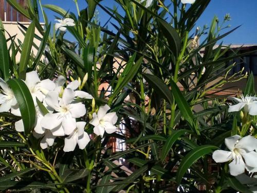 Apartamento Il Terrazzo Di Oleandri