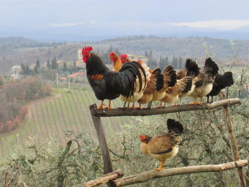 Bed & Breakfast Le Terrazze Del Chianti